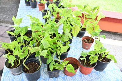 Agrandir l'image 9 sur 14, fenêtre modale